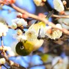 早春、白梅とメジロ