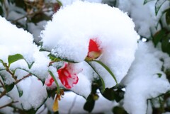 雪に耐えるサザンカ
