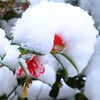 雪に耐えるサザンカ