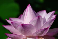 世界の蓮、千弁蓮