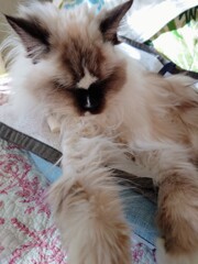 もふもふ猫