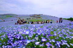 ネモフィラの丘