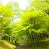 新緑の小路