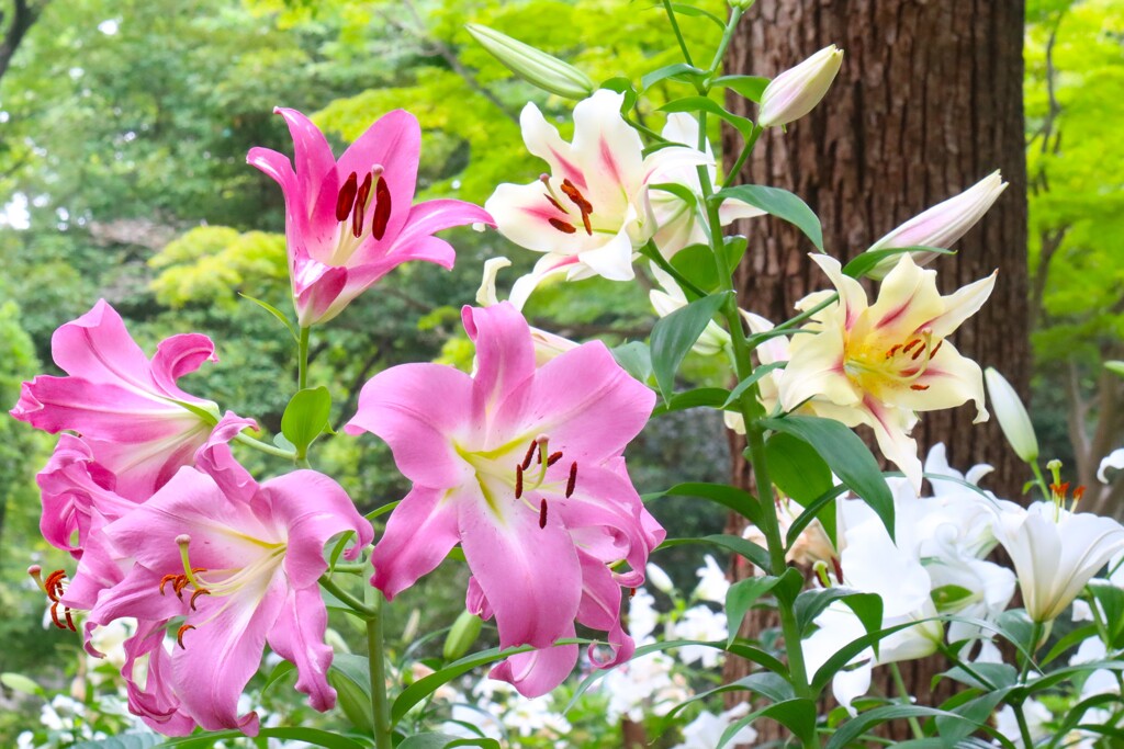 夏の花、ユリ