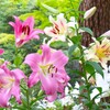 夏の花、ユリ