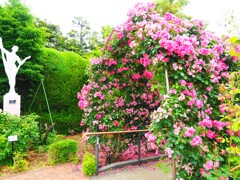 アーチ夏の花