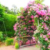アーチ夏の花