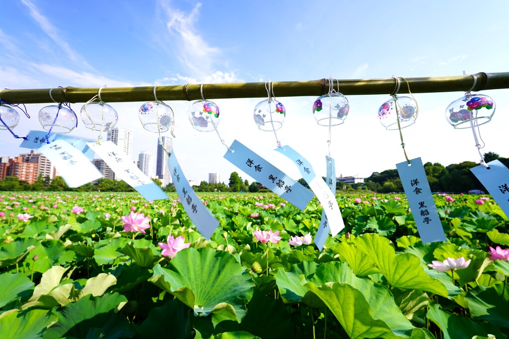 夏の風景