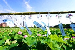 夏の風景