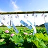 夏の風景