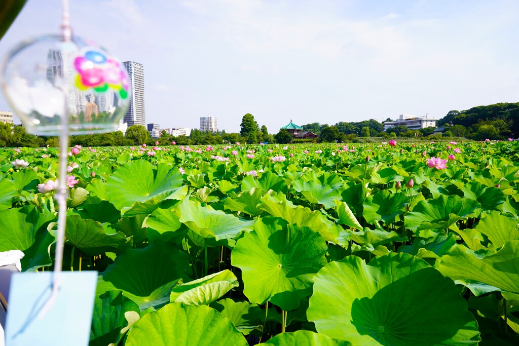夏