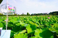 夏