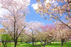 多彩の春