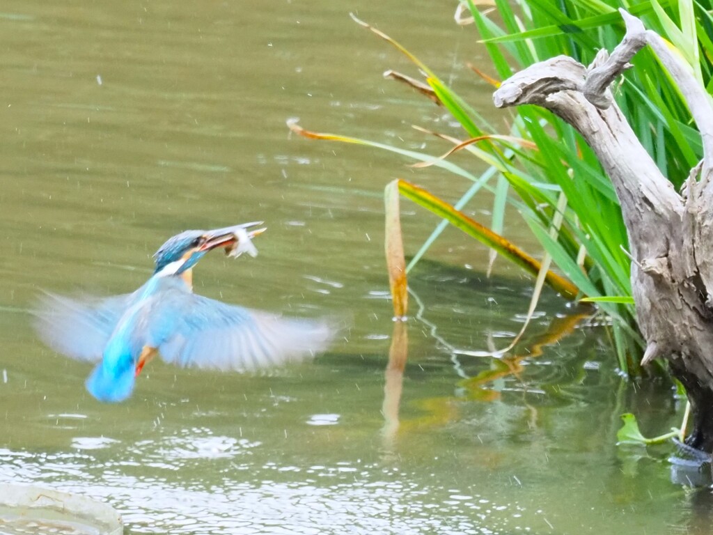 小魚ゲット