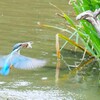 小魚ゲット
