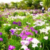 色とりどり