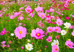 秋の桜、コスモス