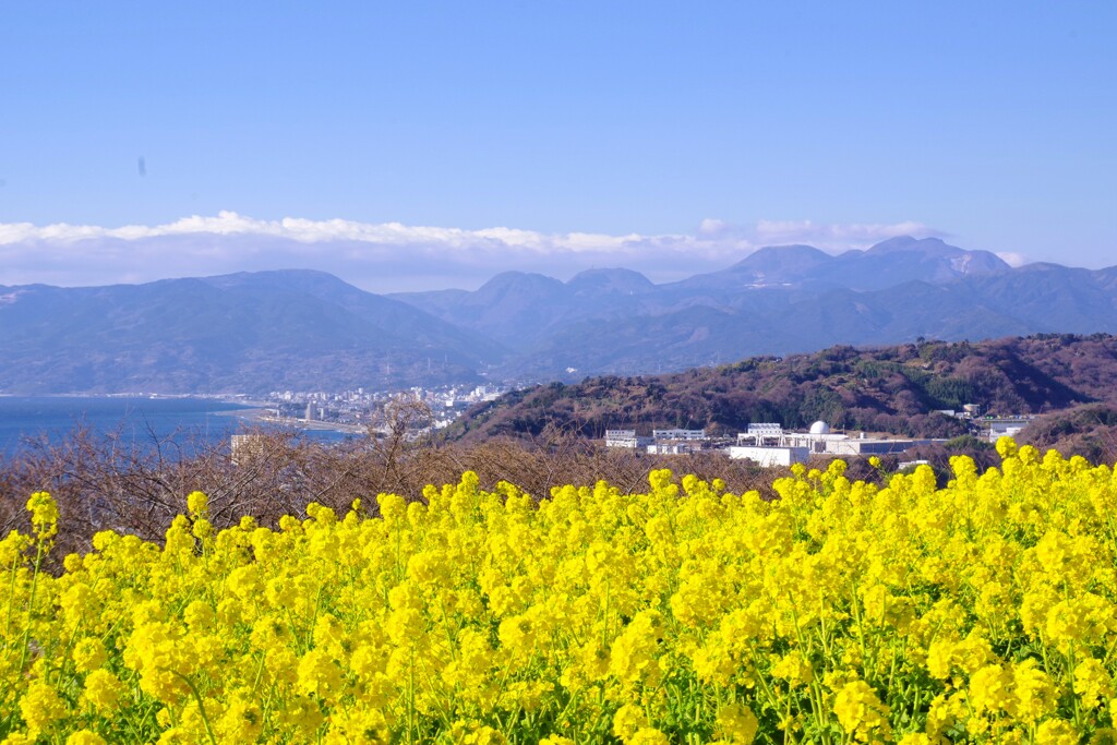 菜の花と相模湾