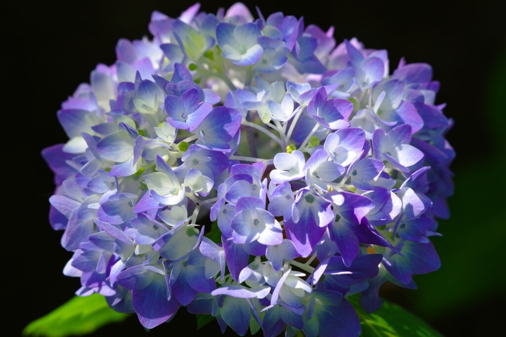 咲き始めた紫陽花