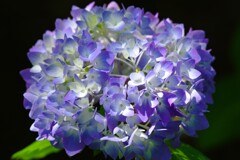 咲き始めた紫陽花