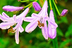 雨に耐え