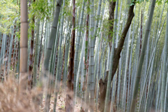 竹林