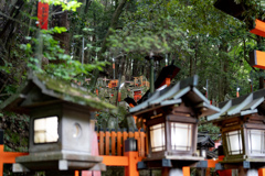 所狭しと存在する鳥居