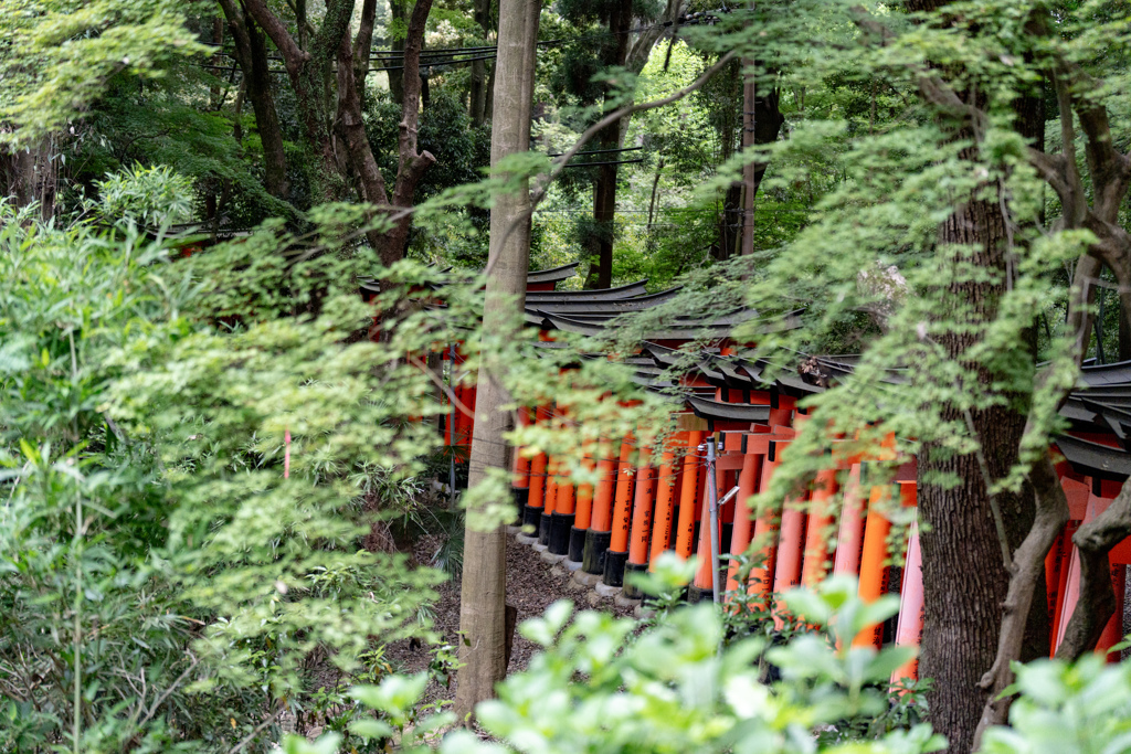 どこまでも続く鳥居