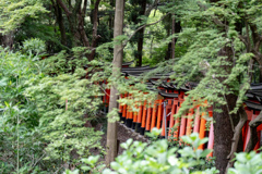 どこまでも続く鳥居