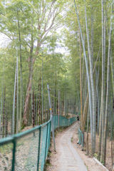 竹道