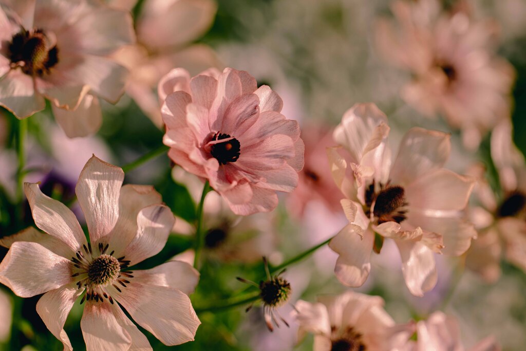 なんの花？