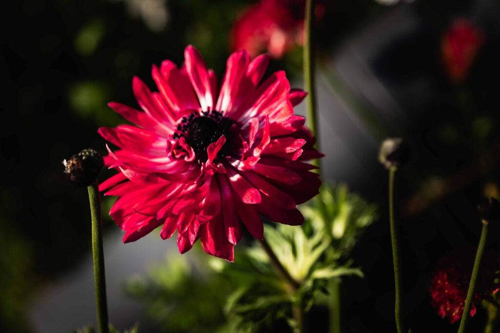 ん、なんの花？