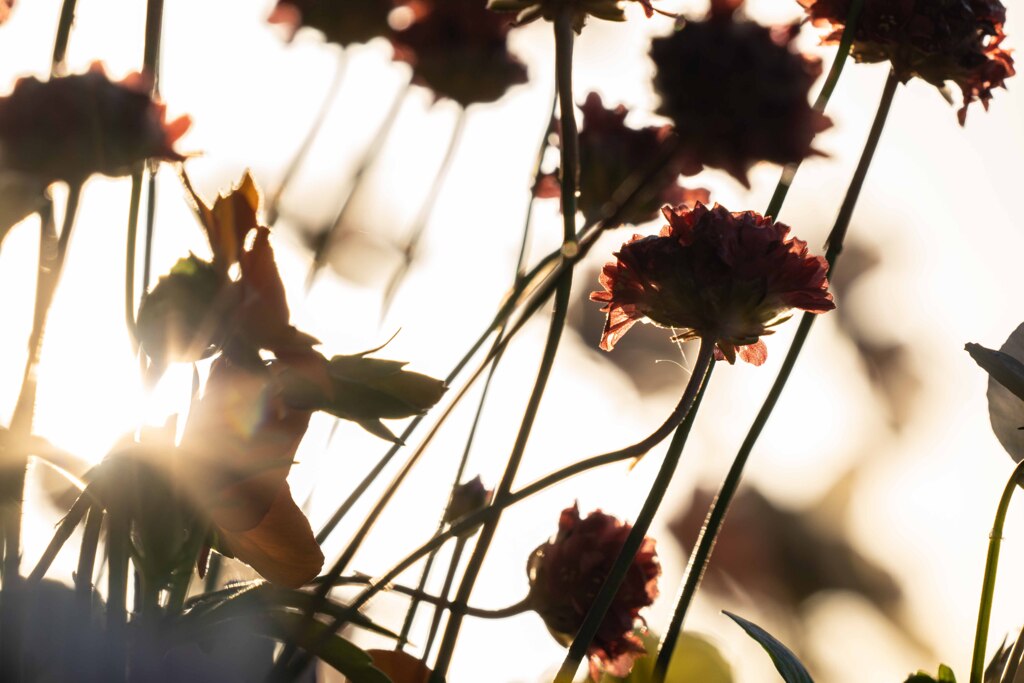 夕日と、ｎなんの花？