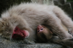 地獄谷野猿公苑　猿の親子④