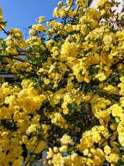 花便り　モッコウバラ(木香薔薇)