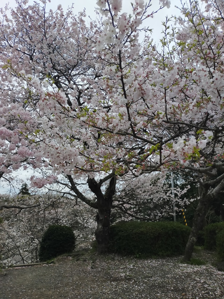 待ちに待ったお花見