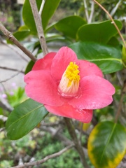 花便り　椿　侘助