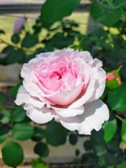 花便り　薔薇