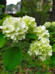 花便り　大手毬