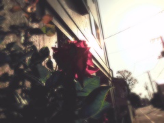 あの日見た薔薇
