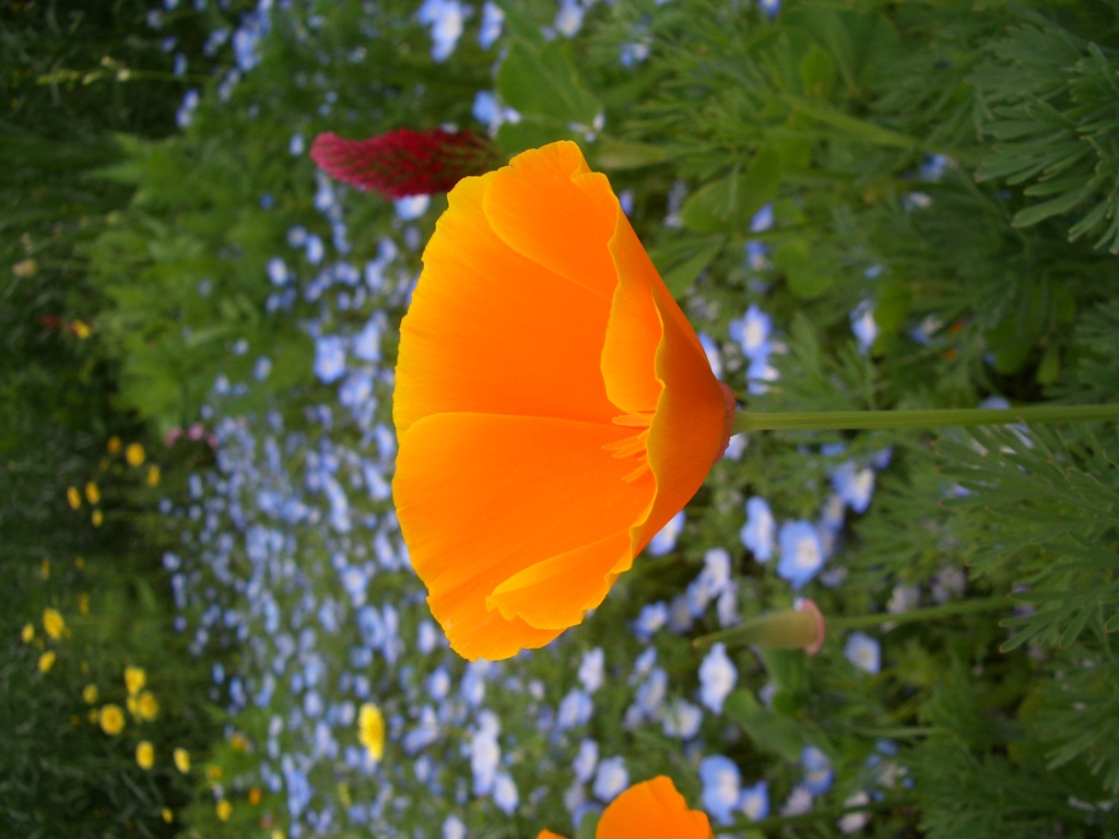 花言葉は成功