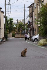 住宅街の猫