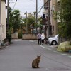 住宅街の猫