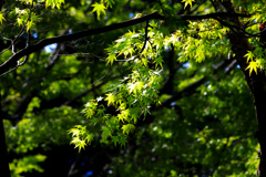 秋葉神社の青紅葉