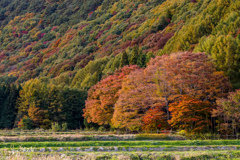 山装い色づく里山