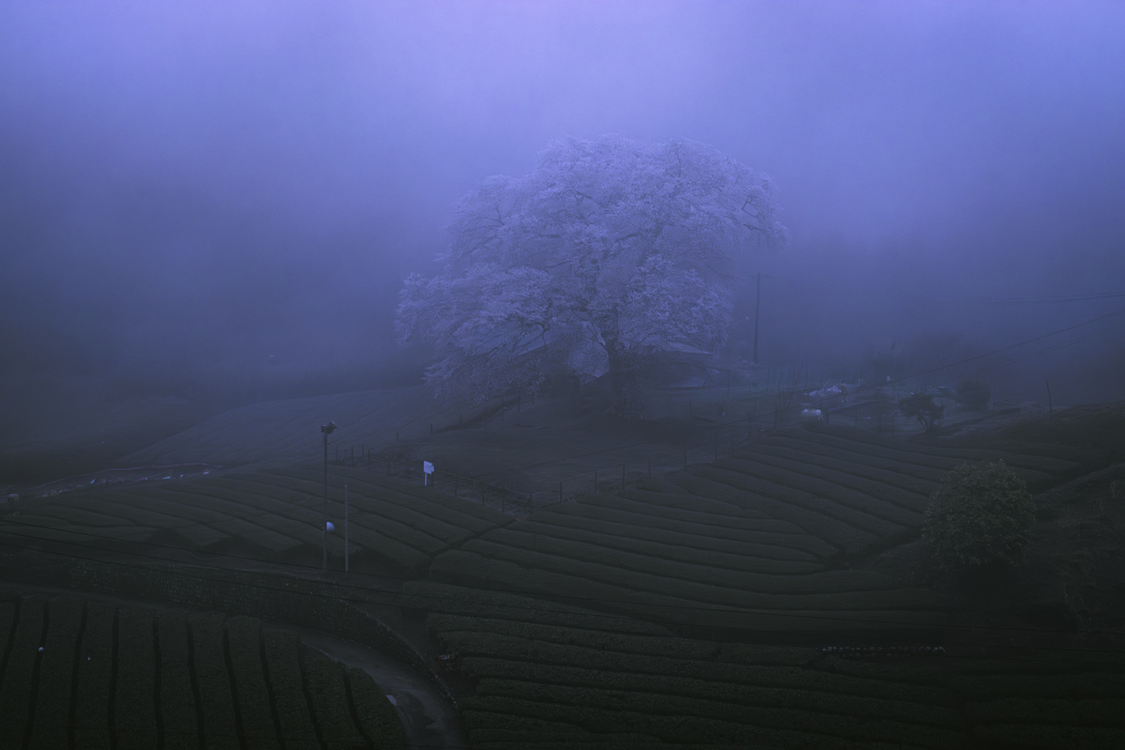 朝靄を纏う　牛代の水目桜