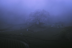 朝靄を纏う　牛代の水目桜