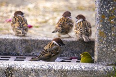 朝の世間話