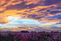 夕焼けとコスモス畑