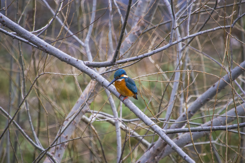 埼玉の野鳥